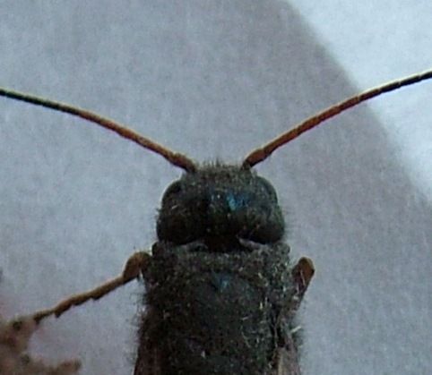 Sirex juvencus (Hymenoptera, Siricidae)